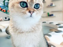 -飞行喵MR PILOT|猫舍·猫咖(静安大融城店)