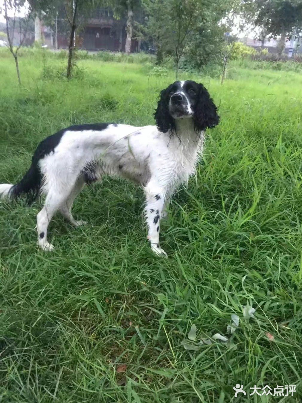 贝贝加油，你是最棒的。 作为狗狗，它们不仅可爱善良