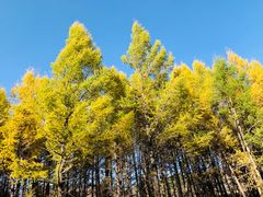 -塞罕坝国家级自然保护区
