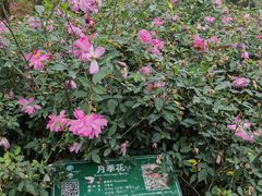 -广西壮族自治区药用植物园