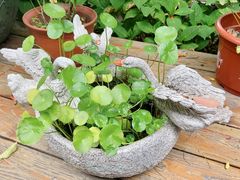 -金蔷薇·湖景庭院餐厅(环湖店)