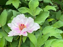 -龙华素斋(龙华路店)