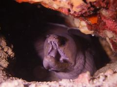 -维乐口腔医院(星海湾分院)