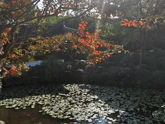 -上海醉白池公园