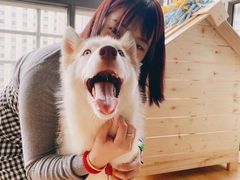 -Husky Go! 哈士奇体验馆·宠物咖啡厅狗咖