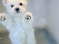 -萌宠之家·腊肠犬·马尔泰·小体犬舍