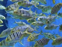 -成都浩海立方海洋公园