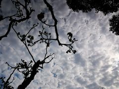 -莘庄梅园