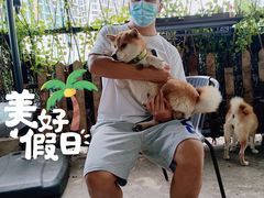 -柴犬高等学院·狗咖·柴犬售卖·宠物训练