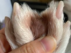 -美联众合动物医院·24h转诊中心