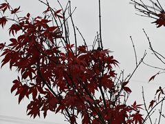 -广州市帽峰山景区