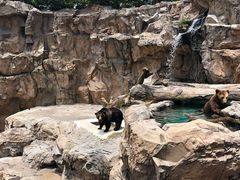 -帝企鹅自助餐厅•儿童岛•真企鹅(长隆企鹅酒店)