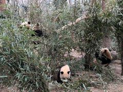 -成都大熊猫繁育研究基地