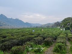 -中国茶叶博物馆(双峰馆区)