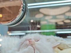 -FAELING PETS美天灵宠物(合生汇店)