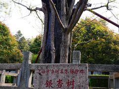 -上海佘山国家森林公园天马山园