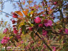 -永定河休闲森林公园
