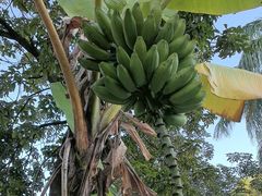 -云溪植物园