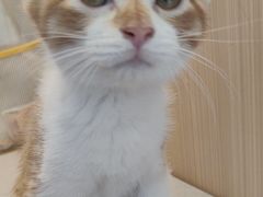 -瑞派·关忠动物医院·猫专科·犬专科(三环新城店)