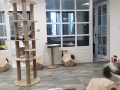 -楼上猫咖(罗湖店)