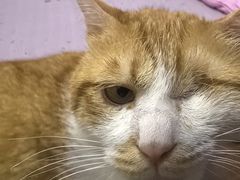 -艾贝尔宠物医院·24H转诊中心·肿瘤猫专科(江宁双龙店)