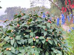 -荔湾湖公园