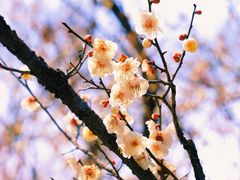 -梅花山(明孝陵内)