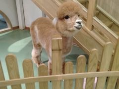 -藦茜花园宠物主题亲子互动体验馆(国顺东路店)