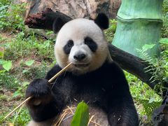 -广州长隆野生动物世界