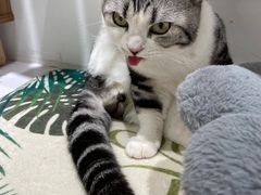 -COLOR PETS 撸猫馆·购猫·猫咖(长风大悦城店)