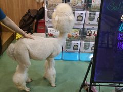 -藦茜花园宠物主题亲子互动体验馆(国顺东路店)