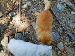 -北京西山国家森林公园