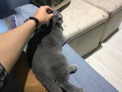 -喵的天空名猫咖啡馆·撸猫·猫舍·用品