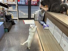 -严国平动物医院(德政总院)