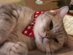 猫猫-猫色咖啡·猫咖