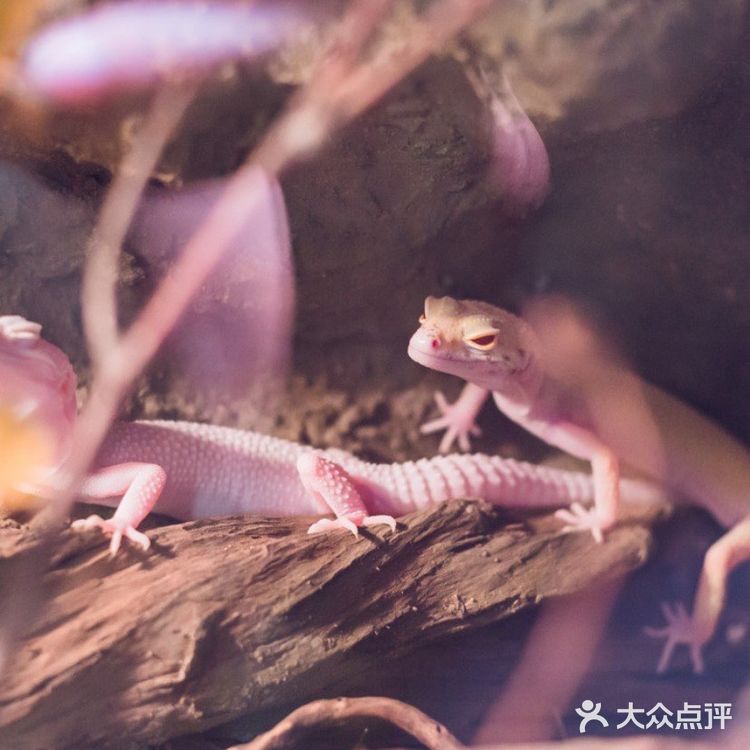 与萌宠的亲密接触,只要138元