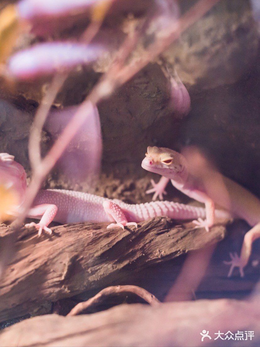 与萌宠的亲密接触，只要138元