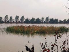 -泗洪洪泽湖湿地景区