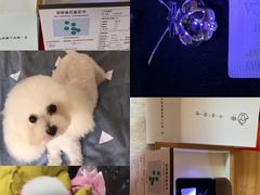 -彩虹桥宠物火化殡葬善终服务(金乐大厦店)