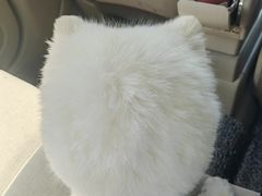 -爱侣宠医·鹦鹉专科·小型哺乳类·异宠专科(灵石路店)