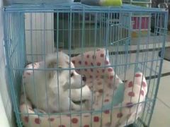 -PETKIT 小佩宠物·低压洗护·美容·寄养(安远店)