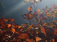 -北京西山国家森林公园