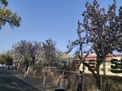 -八大关景区