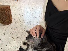 -毛绒耶耶撸宠馆·猫咖·狗咖·荷兰猪咖
