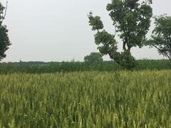 -同里国家湿地公园