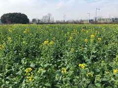 -田园东方蜜桃村的田野营地