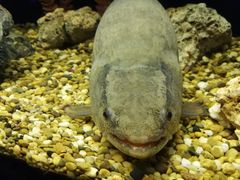 -暹罗海洋世界
