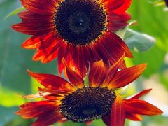 -花开海上生态园