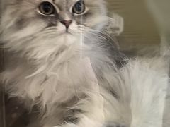 -平行世界·猫咖(首经贸店)