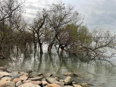 -宝安西湾红树林湿地公园